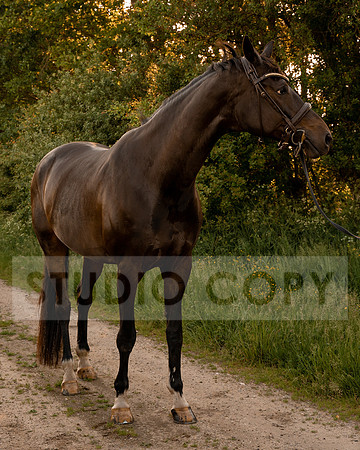 HIGH RES-08250