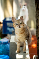 Paws_Cat_House_April_2026_print-05170