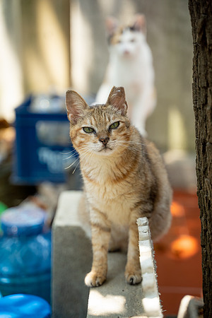 Paws_Cat_House_April_2026_print-05170