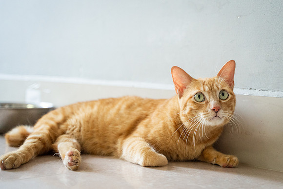 Paws_Cat_House_April_2026_print-05182