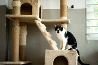 Paws_Cat_House_April_2026_print-05183