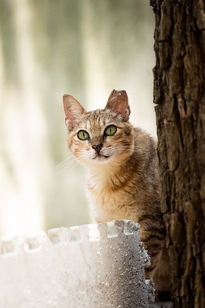 Paws_Cat_House_April_2026_print-05168