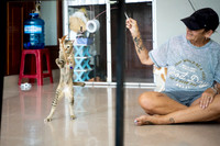 Paws_Cat_House_April_2026_print-05190