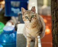 Paws_Cat_House_April_2026_print-05172