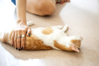 Paws_Cat_House_April_2026_print-05203