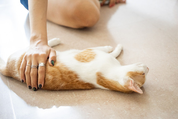 Paws_Cat_House_April_2026_print-05203