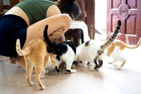 Paws_Cat_House_April_2026_print-05174