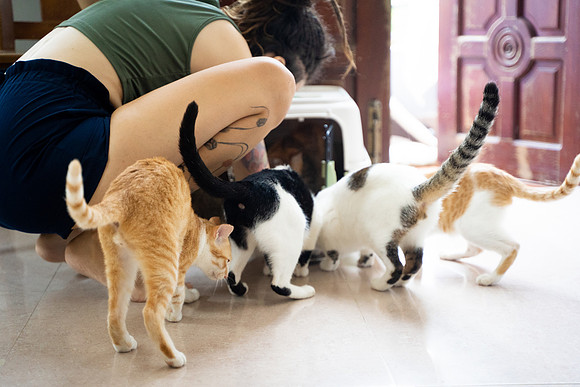 Paws_Cat_House_April_2026_print-05174