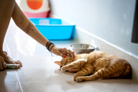 Paws_Cat_House_April_2026_print-05222