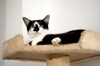Paws_Cat_House_April_2026_print-05230