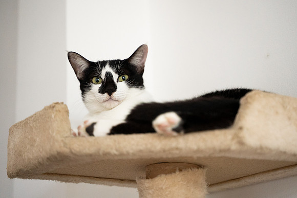 Paws_Cat_House_April_2026_print-05230