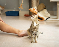 Paws_Cat_House_April_2026_print-05188