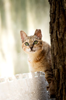Paws_Cat_House_April_2026_websize-05168