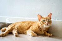 Paws_Cat_House_April_2026_websize-05182