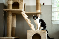 Paws_Cat_House_April_2026_websize-05183