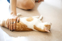 Paws_Cat_House_April_2026_websize-05203
