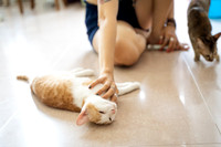 Paws_Cat_House_April_2026_websize-05217