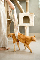 Websize