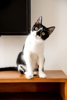 Oreo (highres & websize)