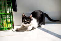 Oreo_2026_highres-06545