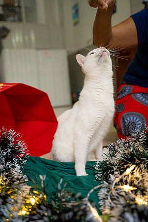 WEBSIZE-03554