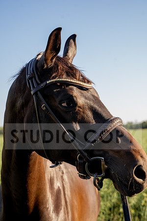 HIGH RES-08240